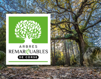 Arbres remarquables de Corse