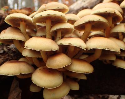 Hypholoma fasciculare ©N.Suberbielle