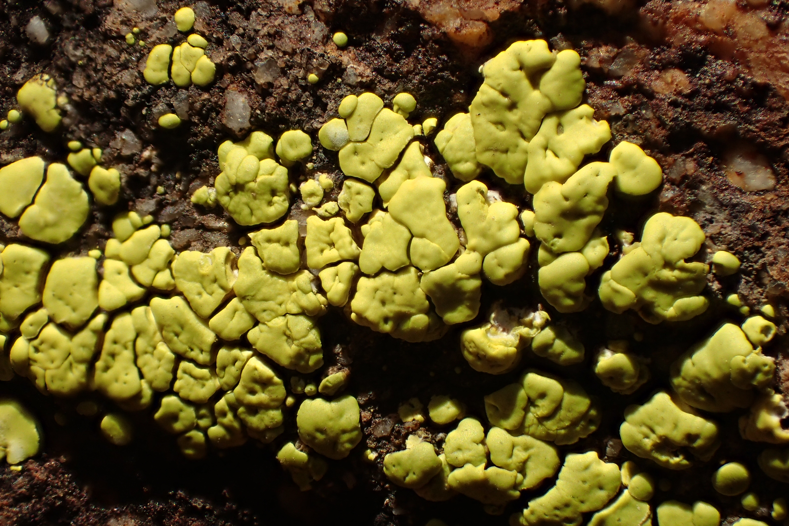 Acarospora lavicola, lichen très rare ©N.Suberbielle