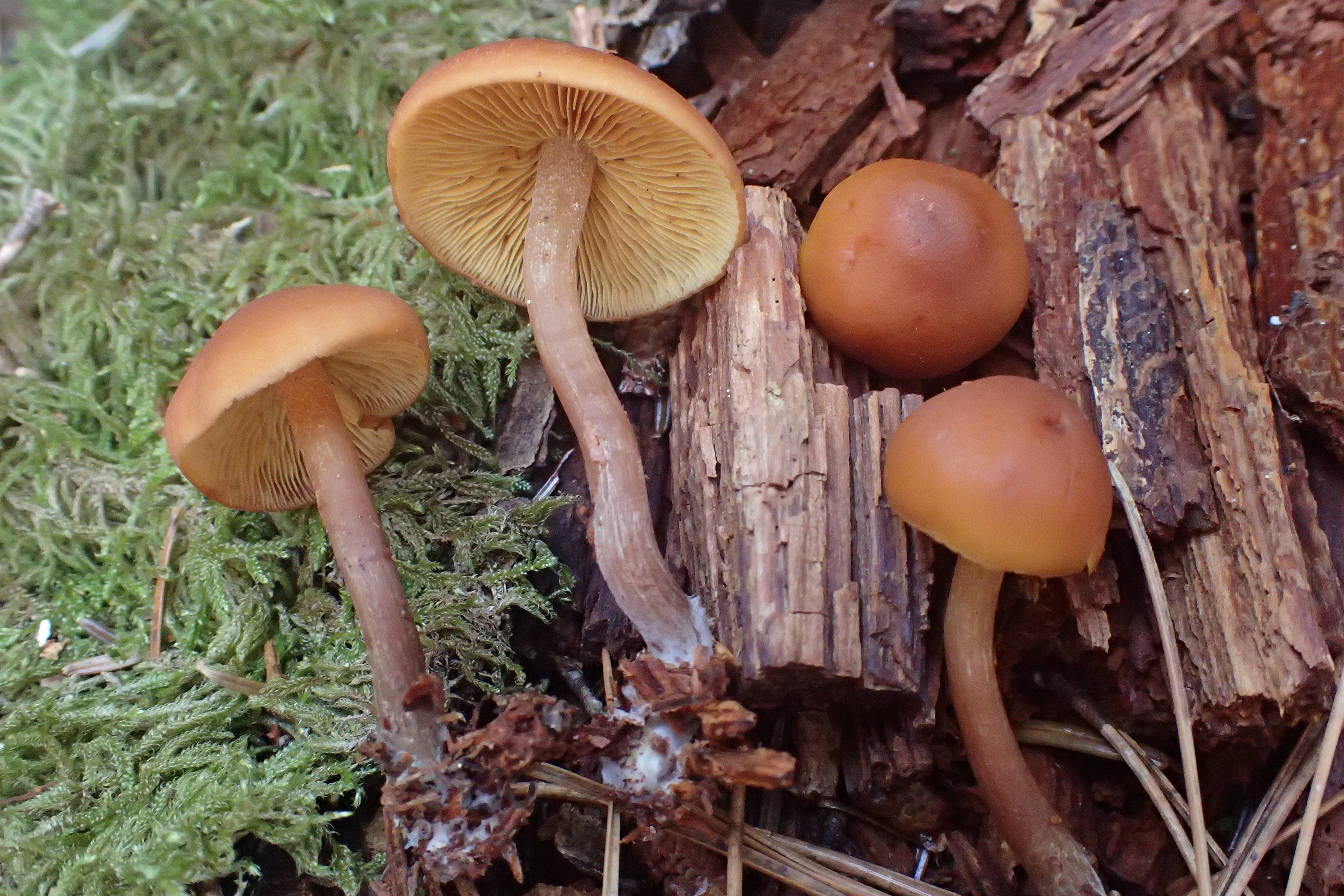 Gymnopilus corsicus © Suberbielle