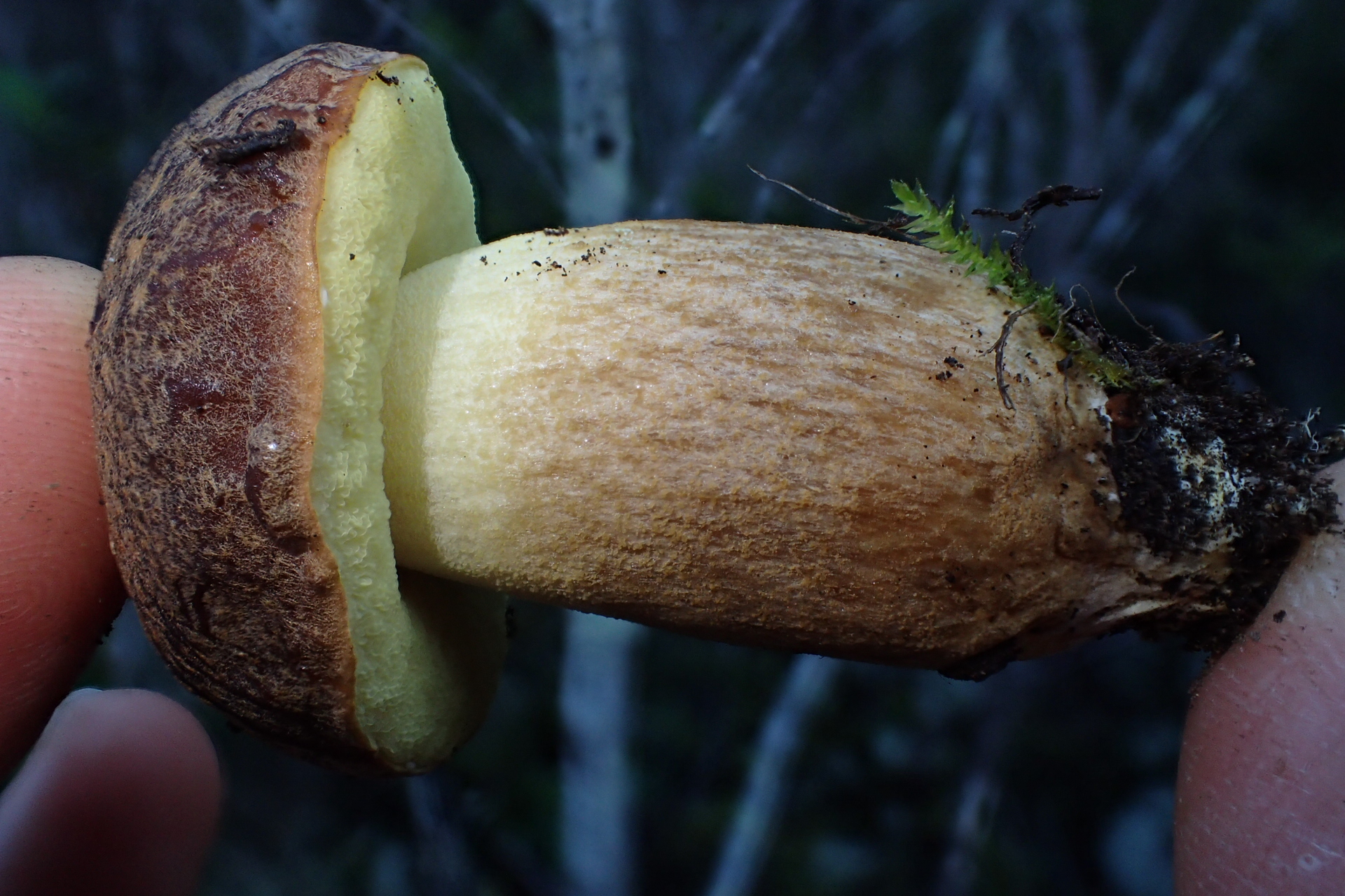 Leccinellum corsicum