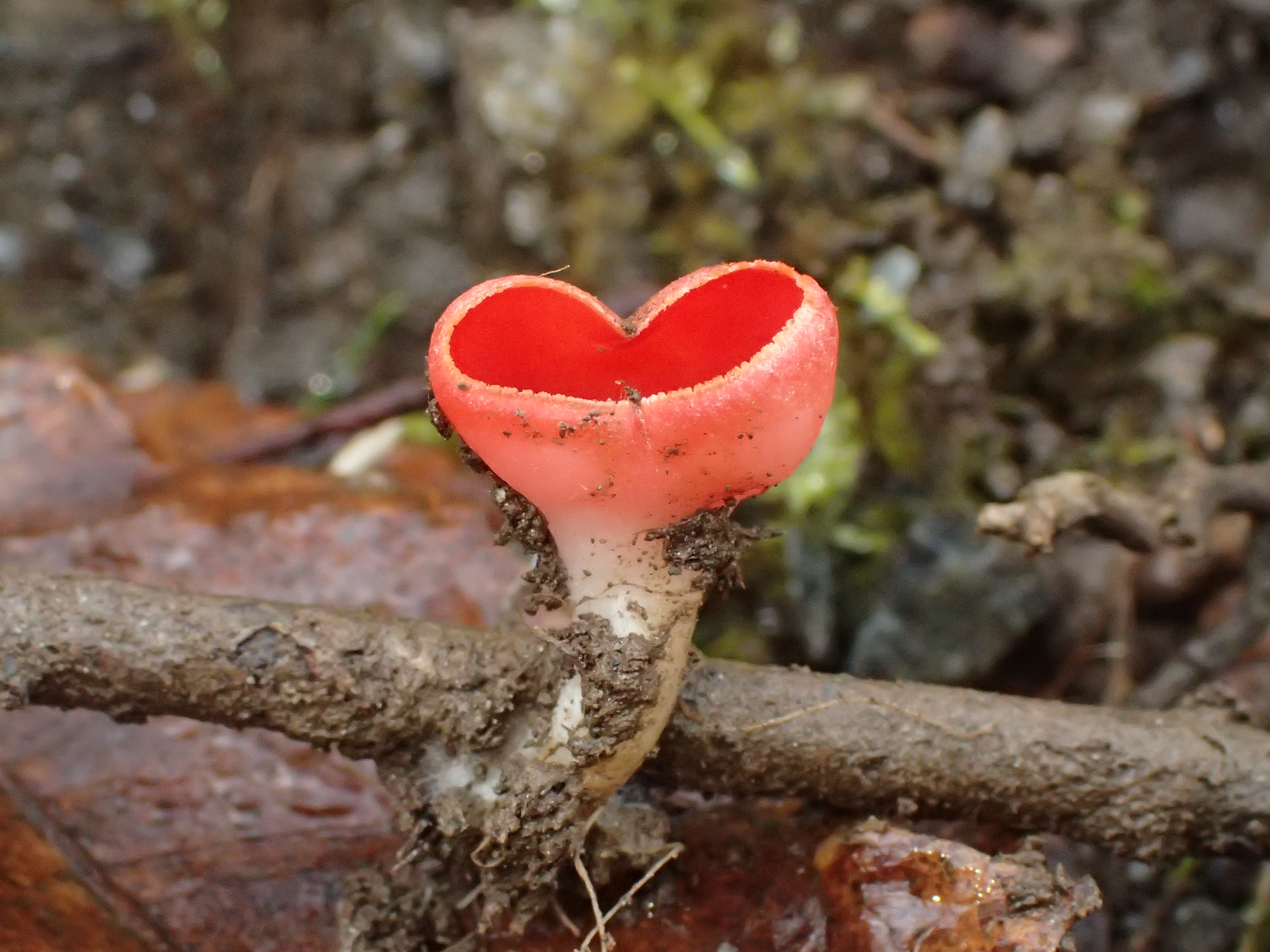 Sarcoscypha coccinea ©N.Suberbielle