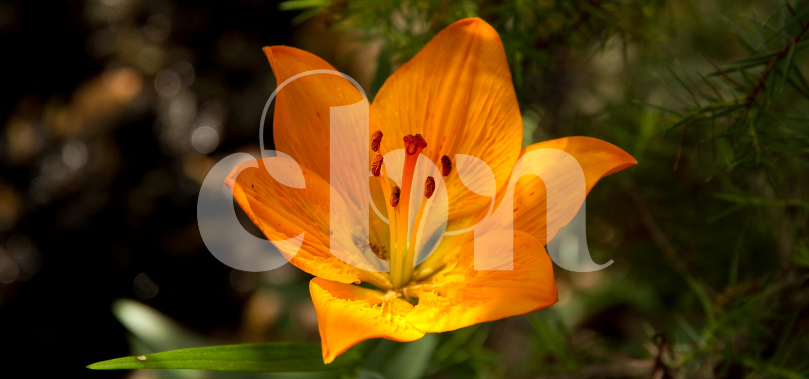 Lillium