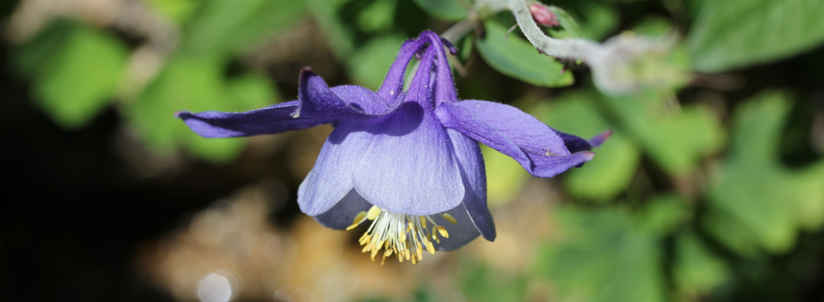 Aquilegia litardierei