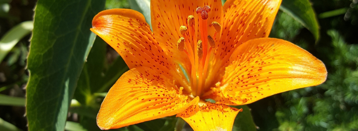 Lillium bulbiferum