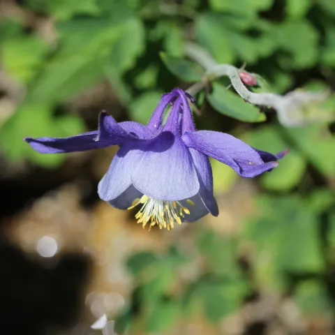 Aquilegia litardierei © A.Delage