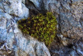 Bryophyte