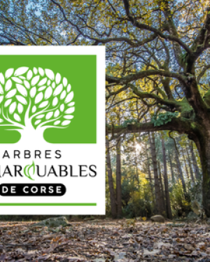Arbres remarquables de Corse