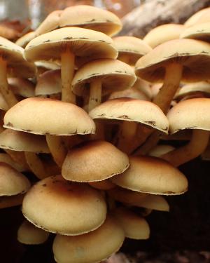 Hypholoma fasciculare ©N.Suberbielle
