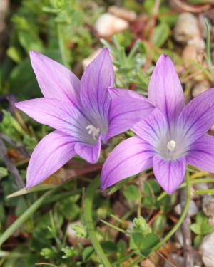 Romulea ligustica © A.Delage
