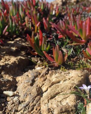 Carpobrotus edulus et Romulea revelieri ©Y.Petit