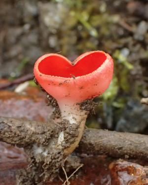 Sarcoscypha coccinea ©N.Suberbielle